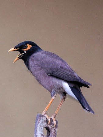 angry bird angry bird