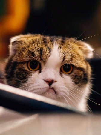 angry cat 1 angry cat