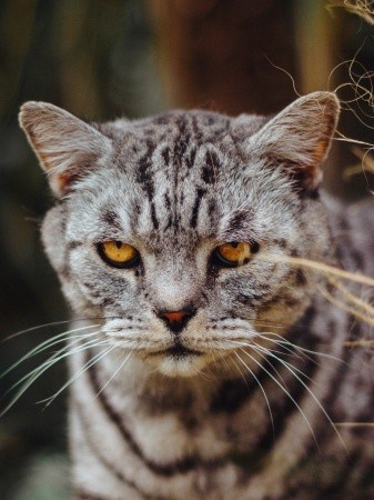 angry cat 2 angry cat