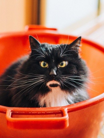 angry cat 3 angry cat