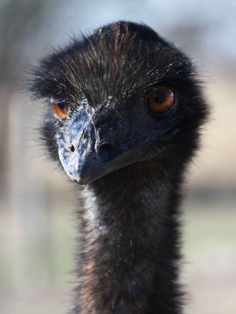 angry ostrich angry ostrich