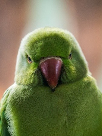 angry parrot angry bird